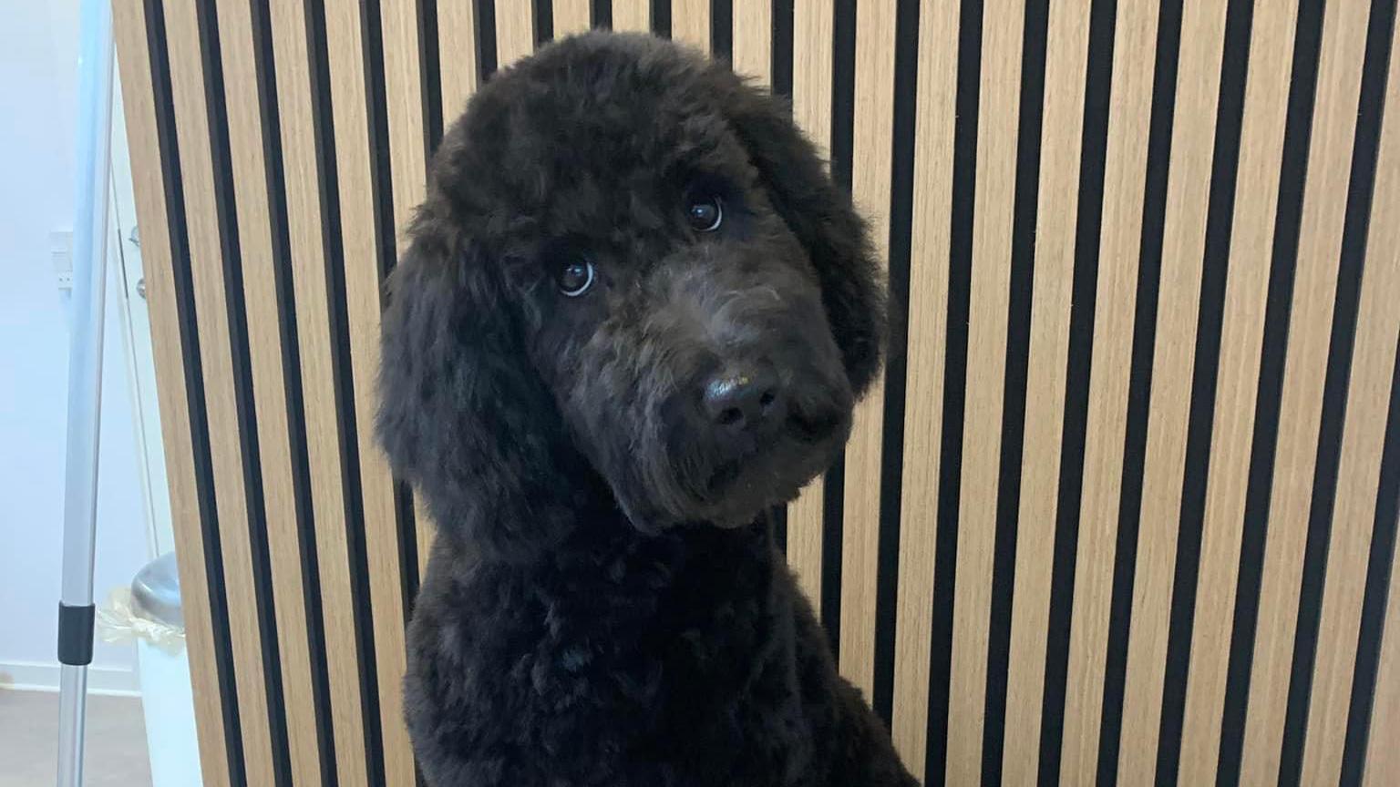En sort hund med krøllet pels sidder foran en stribet baggrund og ser nysgerrigt op.