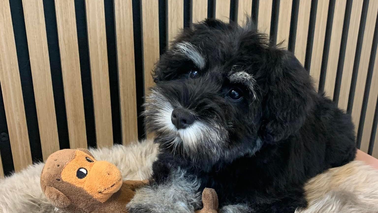 En sort hundehvalp sidder på en blød pude med en bamse i form af en abe.