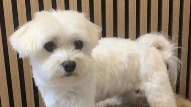 En hvid hund med kort pels står foran en stribet baggrund. Den har store, mørke øjne og et nysgerrigt udtryk.