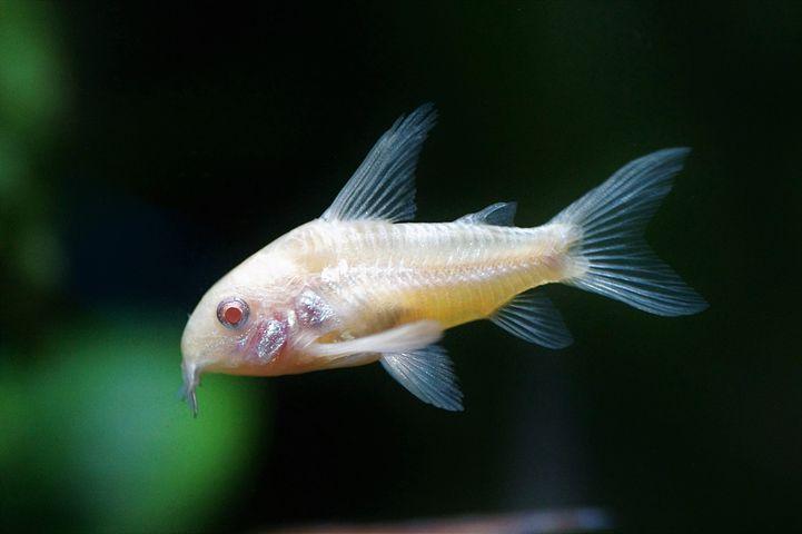 En lys gul fisk svømmer i et akvarium med klare finner og røde øjne.