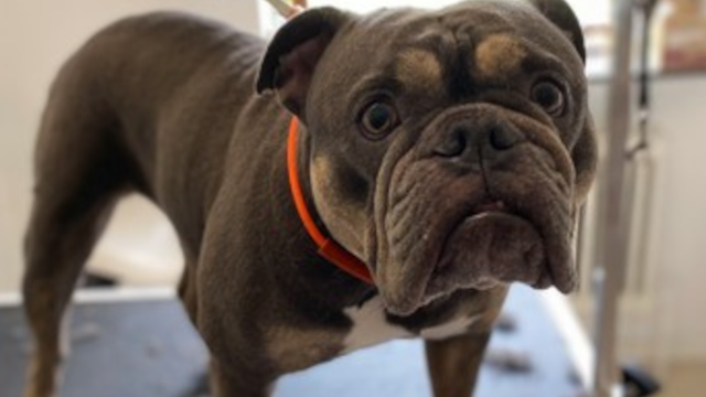 En brun bulldog med en orange halsbånd står i en hundesalon. Den ser nysgerrig og venlig ud.
