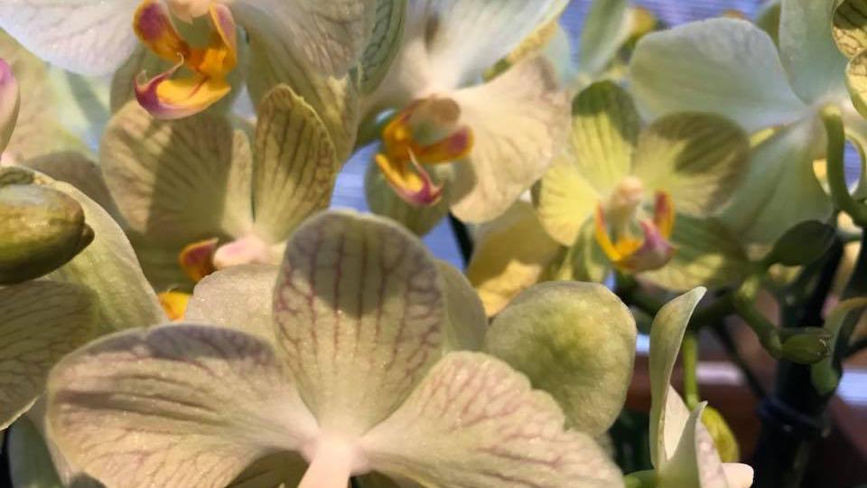 En tæt gruppe af smukke orkideer med lysegrønne og gule blomster i fokus.
