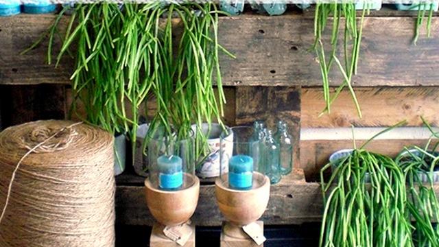 Hylder med grønne planter, glasbeholdere og stearinlys i lerkrukker på en trævæg.