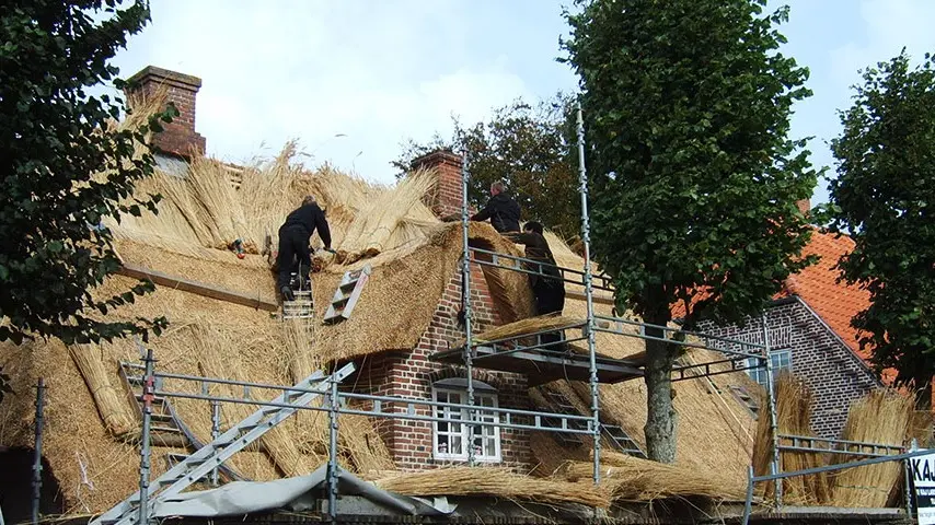 Håndværkere arbejder på at lægge stråtag på et hus med stillads og træer i baggrunden.