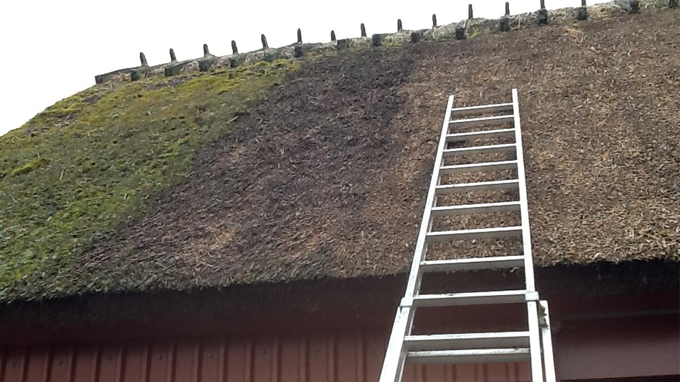 Tag med en stige, der står op ad et stråtag, hvor den ene side er ren, og den anden side er dækket af mos.