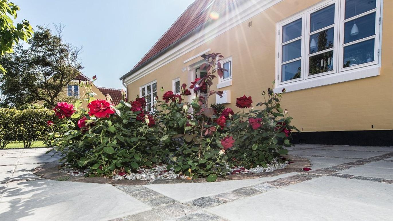 Røde roser blomstrer i en have foran et gult hus med vinduer og sollys, der skinner ned.