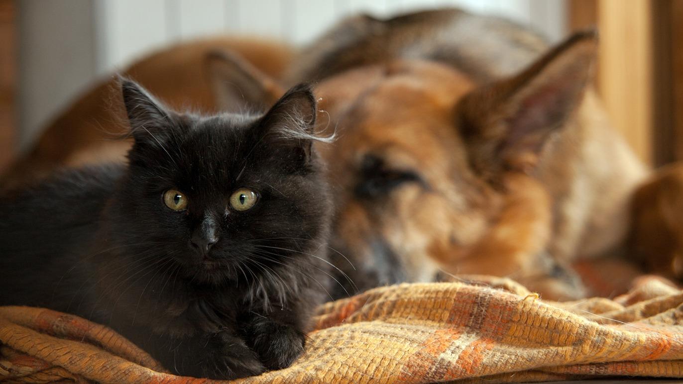 En sort kat ligger på et tæppe med en hund i baggrunden, der sover fredeligt.