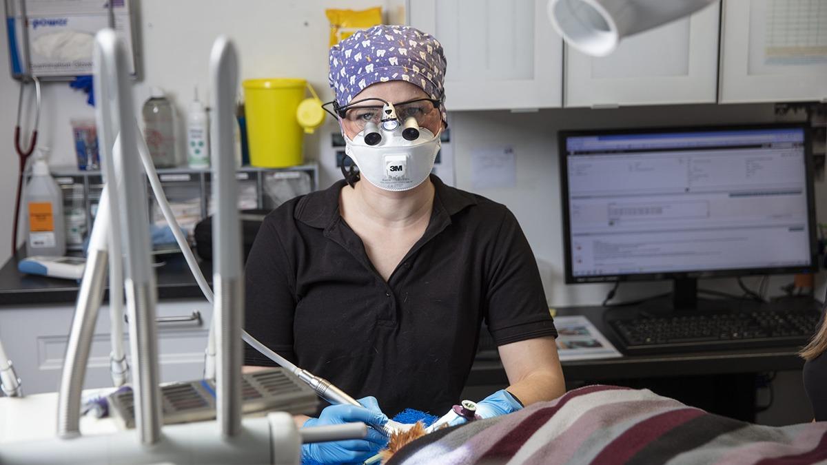 En tandlæge i sort skjorte og blå handsker arbejder med en patient i en tandklinik.