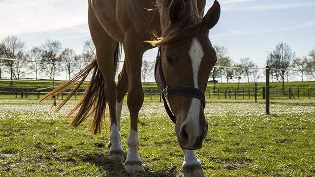 En hest græsser på en grøn mark med træer i baggrunden under en blå himmel.