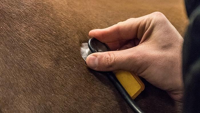En hånd, der bruger en klipper på en hest, mens den klipper pelsen på hestens side.