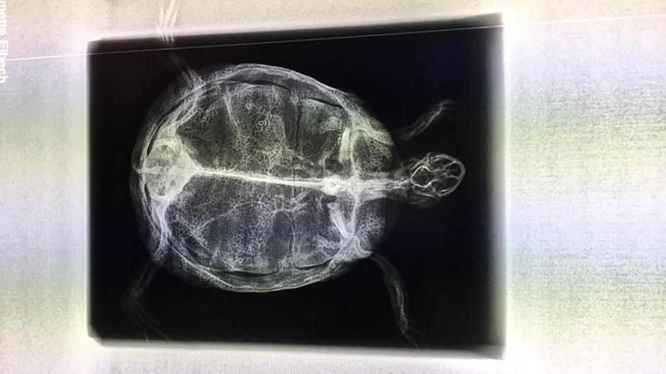 Røntgenbillede af en skildpadde, der viser dens indre struktur og knoglestruktur tydeligt.