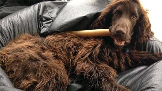 En brun hund ligger på en sort læderpude med en træpind i munden.