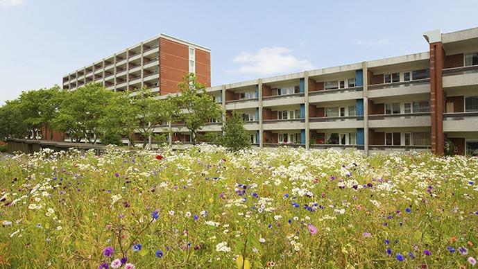 Blomstereng foran en moderne bygning med flere etager og balkoner under en blå himmel.