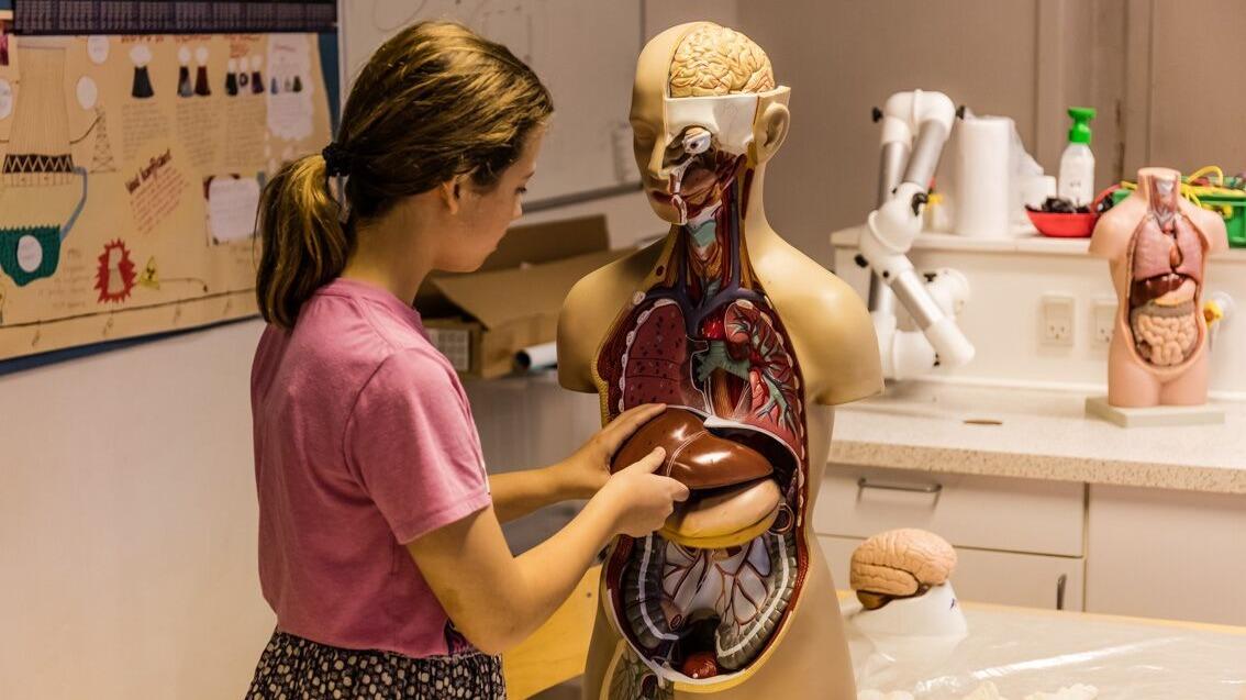 En pige undersøger en anatomisk model med synlige indre organer i et klasseværelse.