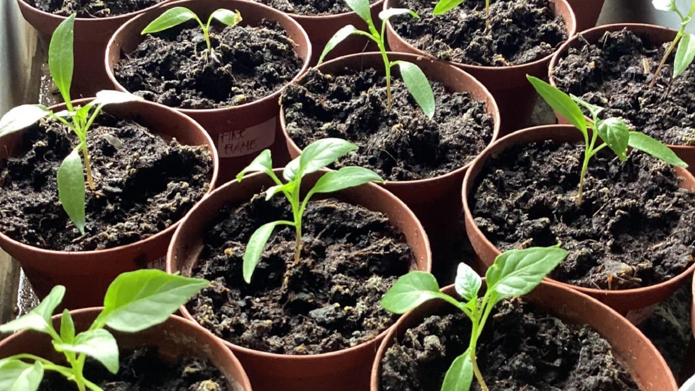 Små planter vokser i potter med mørk jord, klar til at blive plantet i haven.