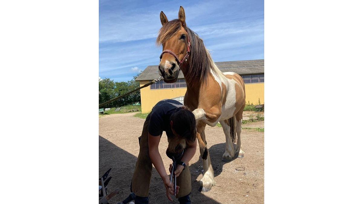 En hest står stille, mens en person ordner dens hove i en gård med en bygning i baggrunden.