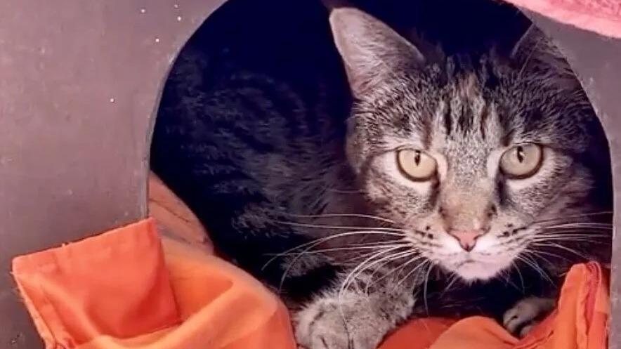 En gråstribet kat sidder i en kasse med orange stof og ser nysgerrigt ud.
