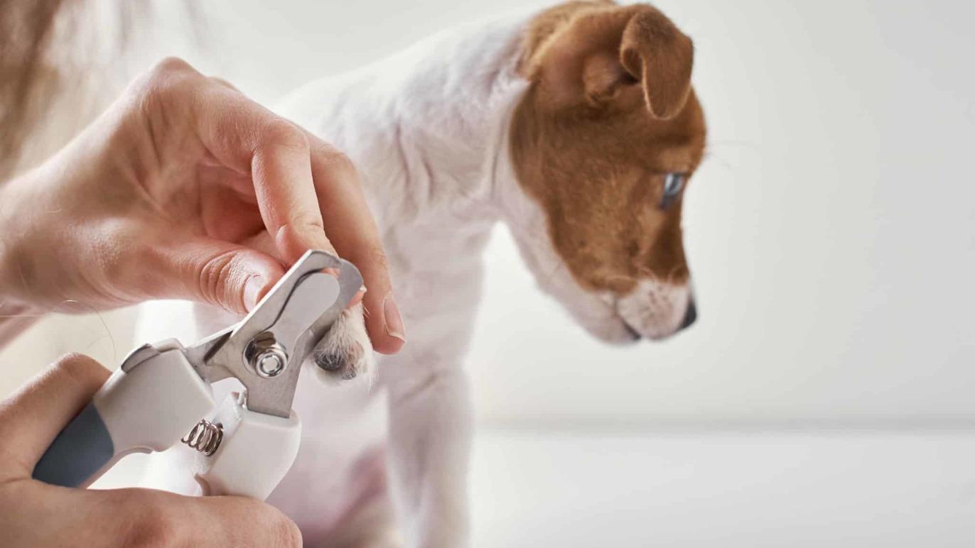 En hund får klippet negle af en person med negleklipper i et lyst rum.