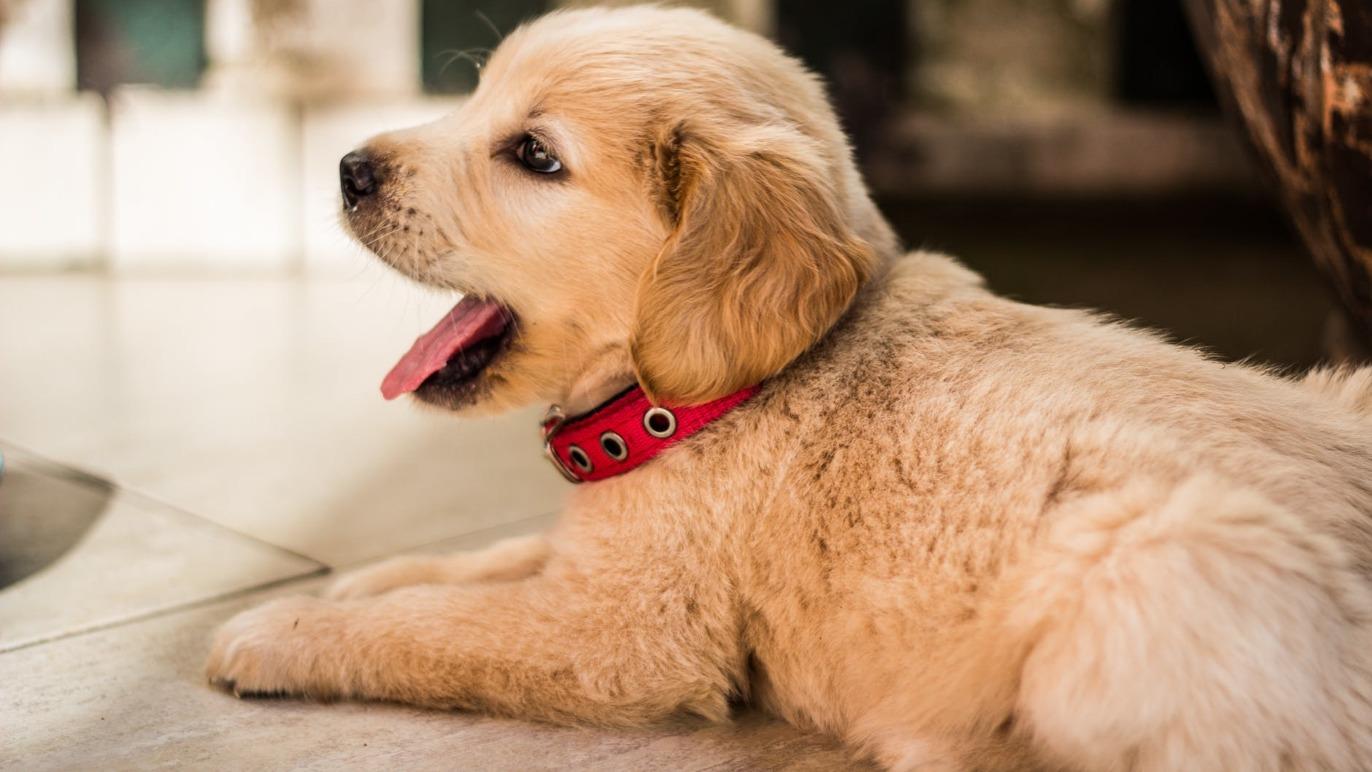 En gylden retriever hvalp ligger på gulvet med åben mund og rød halsbånd.