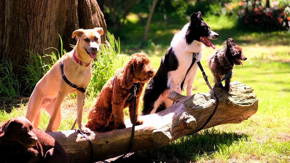 Fem hunde står på en træstamme i en park, iført snore og ser ud mod kameraet.