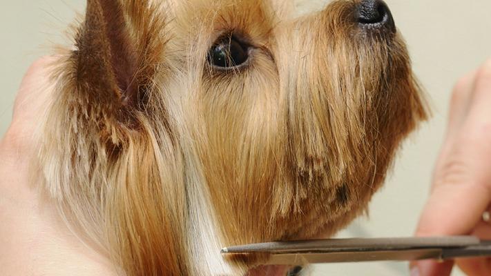 En hundefrisør klipper pelsen på en Yorkshire Terrier med saks. Hunden ser afslappet ud.