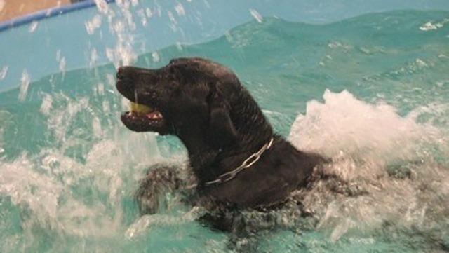 En sort labrador svømmer i en pool og sprøjter vand omkring sig.