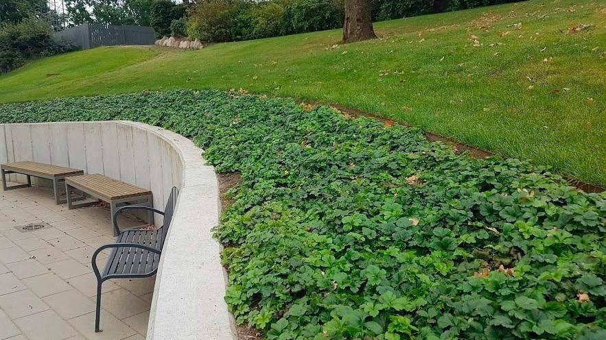 Bænk ved en skråning dækket af grønne planter og græs i en park med træer i baggrunden.