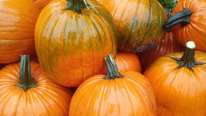 En bunke af orange græskar med glinsende overflader og grønne stilke.