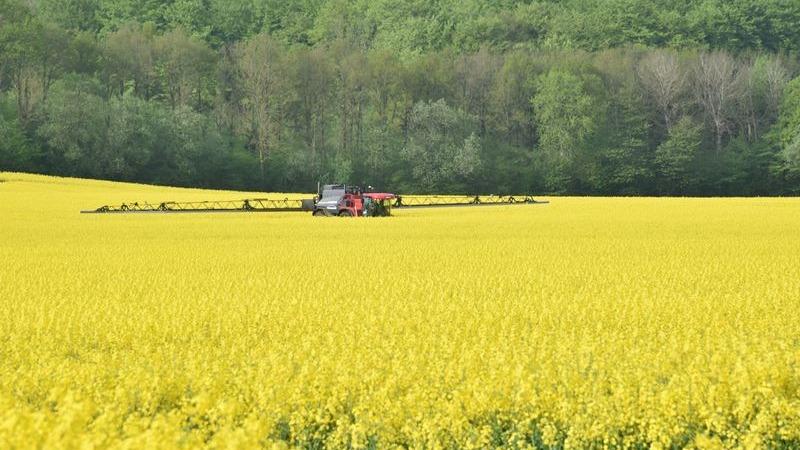 En rød traktor sprøjter en stor rapsmark med gule blomster under en grøn skovkant.