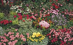 Et farverigt blomsterbed med forskellige blomster som petuniaer, geranier og begonier i nuancer af rød, pink og gul.