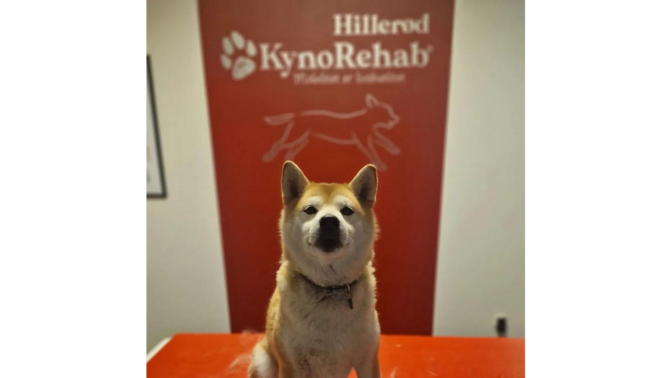 En hund står foran en væg med KynoRehab-logoet i Hillerød.