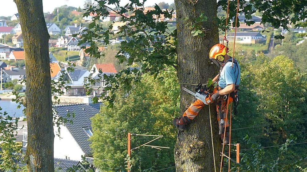 En træplejer klatrer op ad et træ med en motorsav, mens han arbejder i en by med huse i baggrunden.