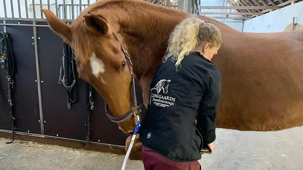 En person plejer en brun hest i en stald, mens hesten står roligt med hovedet sænket.