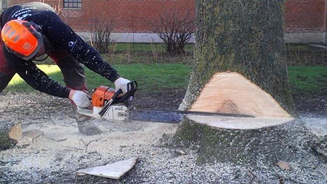 En mand bruger en motorsav til at fælde et træ, mens savsmuld flyver omkring ham.