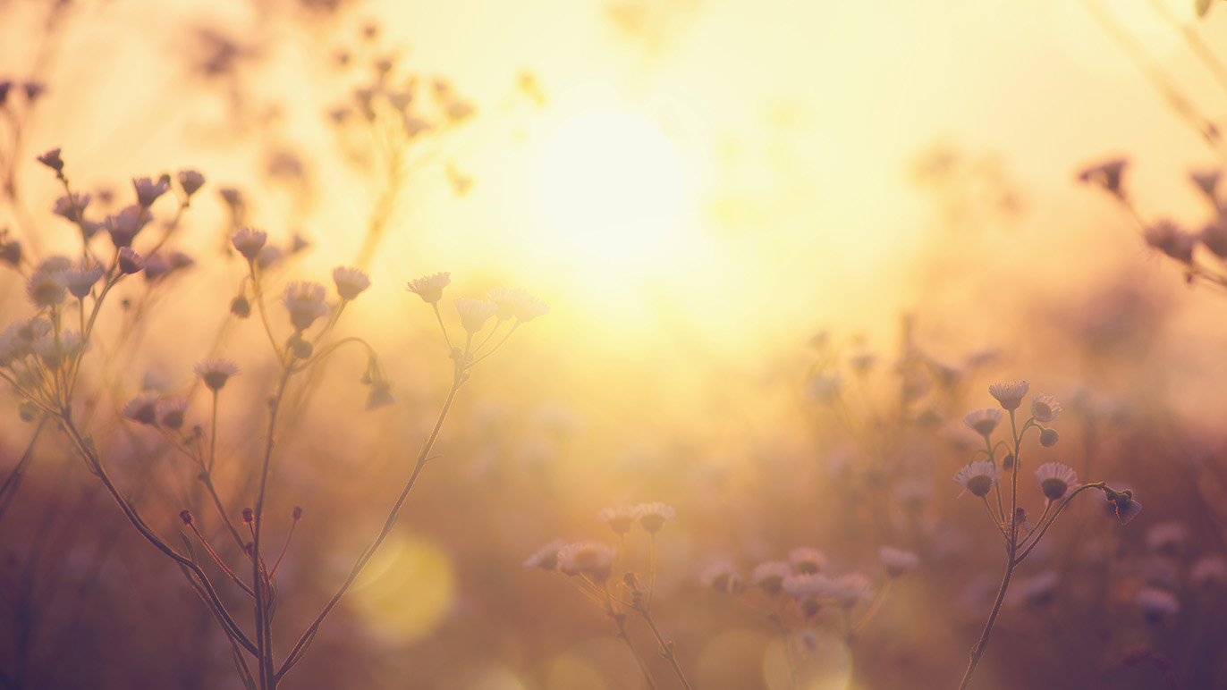 En solfyldt mark med blomster, der strækker sig mod den gyldne solnedgang i baggrunden.