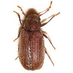 Borebiller image