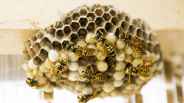 En vepsebo med flere gule og sorte hvepse, der arbejder omkring de hexagonale celler.