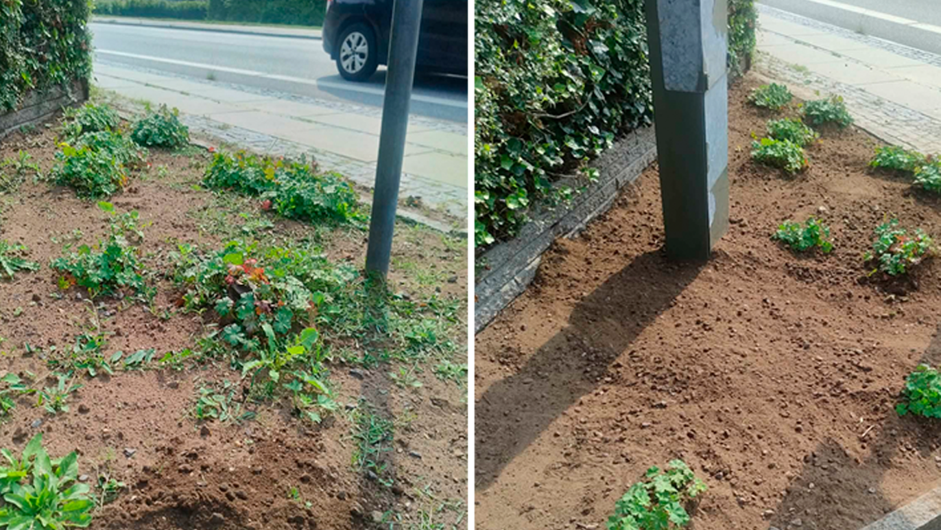 Blomsterbed ved vejkanten med nyplantede blomster og en lyssignalstolpe i baggrunden.