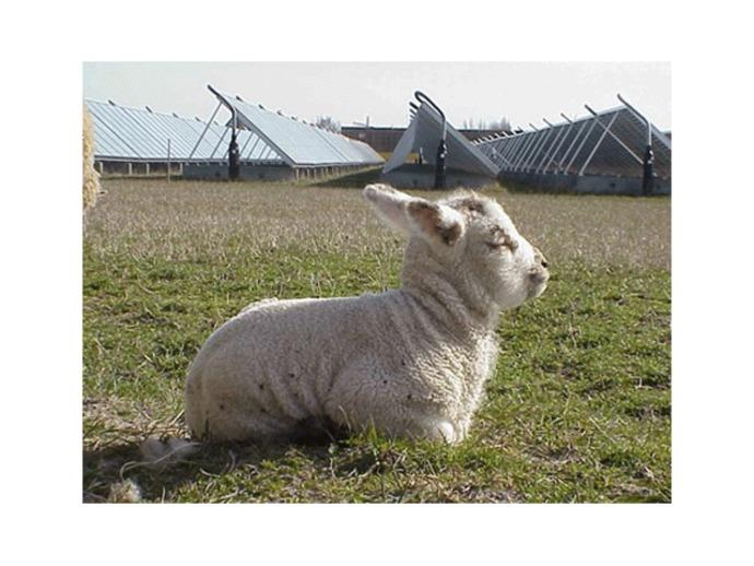 Lamme, der ligger på græsset med en gårdbygning i baggrunden under en klar himmel.