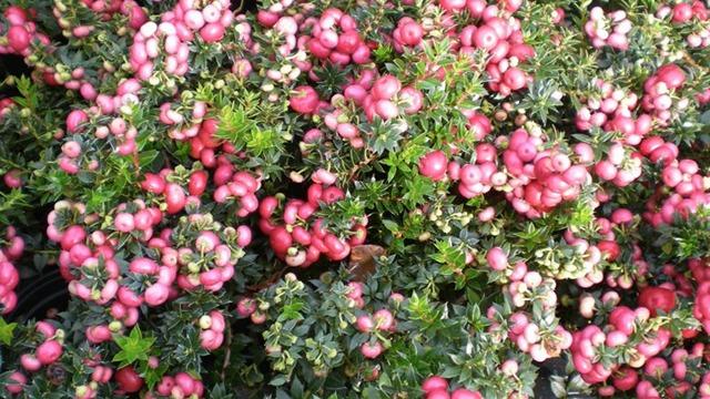 En tæt busk med lyserøde blomster og grønne blade, der skaber et farverigt og frodigt udseende.