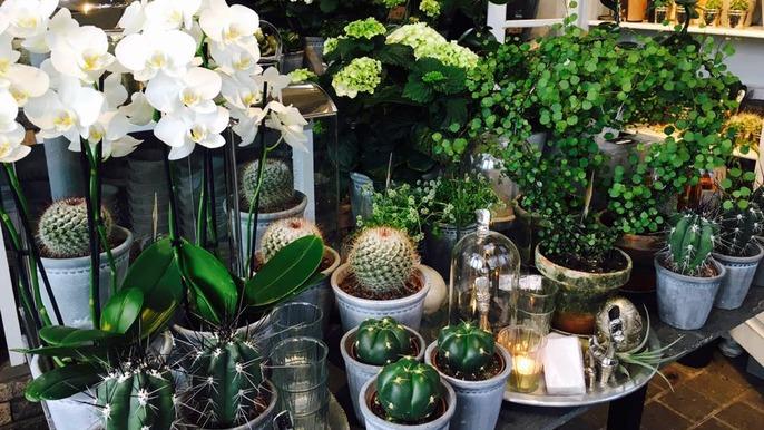 En blomsterbutik med hvide orkideer, kaktusser og grønne planter i potter samt dekorative genstande.