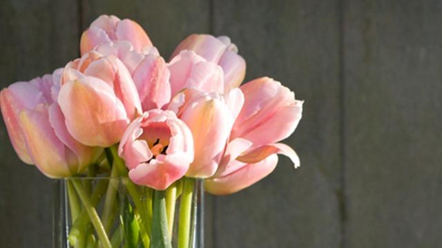 En buket lyserøde tulipaner i en glasvase med en grå baggrund.