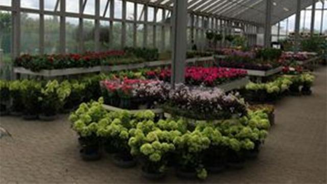 En lys planteskole med farverige blomster og grønne planter i potter, arrangeret i rækker.