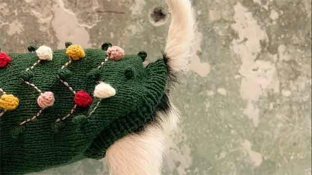 En hund iført en grøn sweater med farverige pomponer, der står foran en slidt væg.