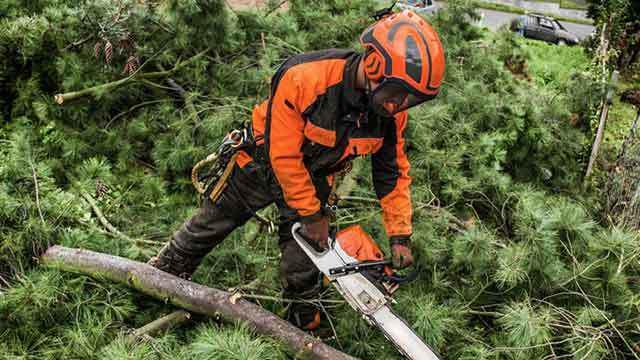 En skovarbejder i orange og sort arbejdstøj bruger en motorsav til at beskære træer i en skov.