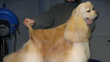 En smuk golden cocker spaniel med lang pels, der bliver stylet af en person i en hundesalon.