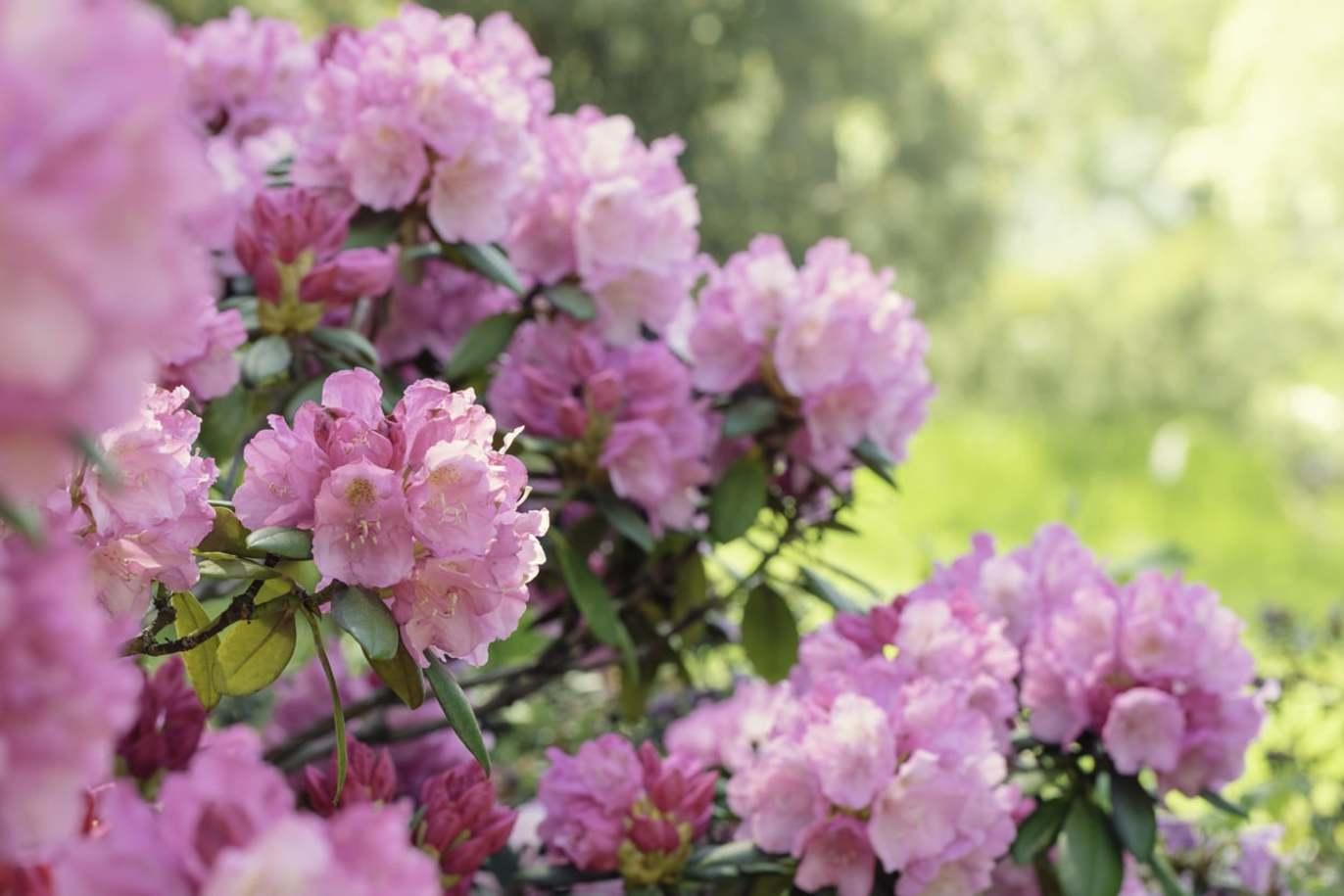 En tæt gruppe af lyserøde rhododendronblomster i en solrig have.