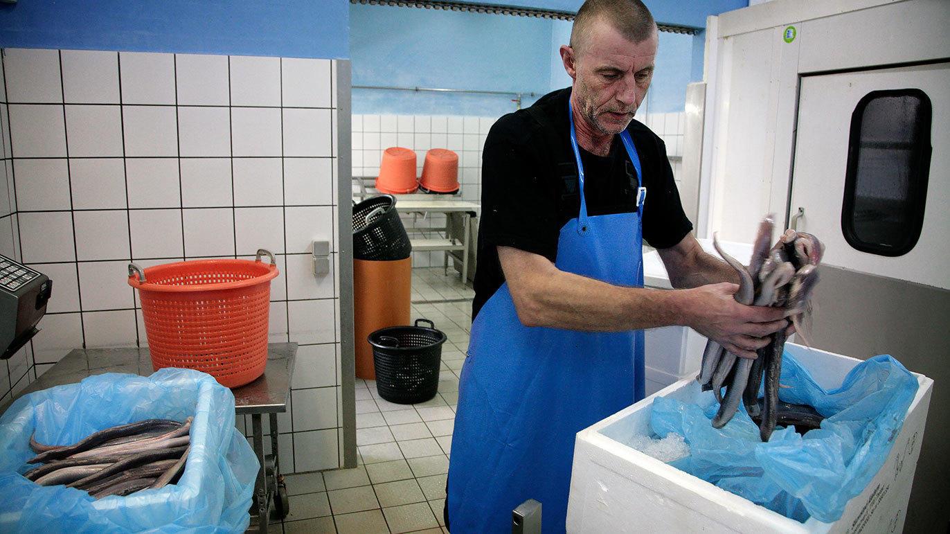 Mand i blå forklæde håndterer fisk i et køkken med kurve og fryser i baggrunden.