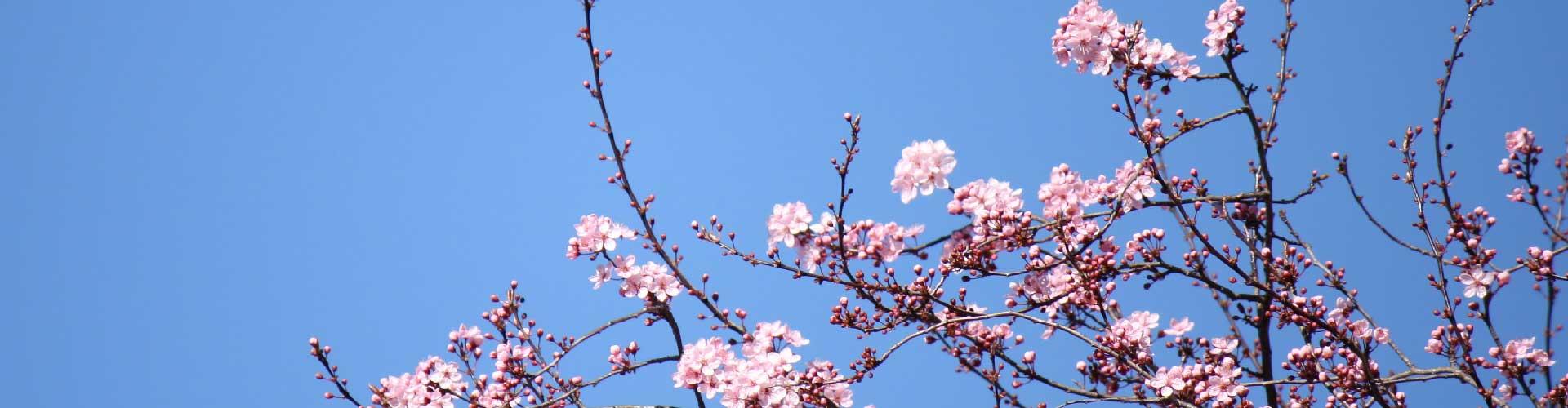 blomstrende kirsebærtræer med lyserøde blomster mod en klar blå himmel