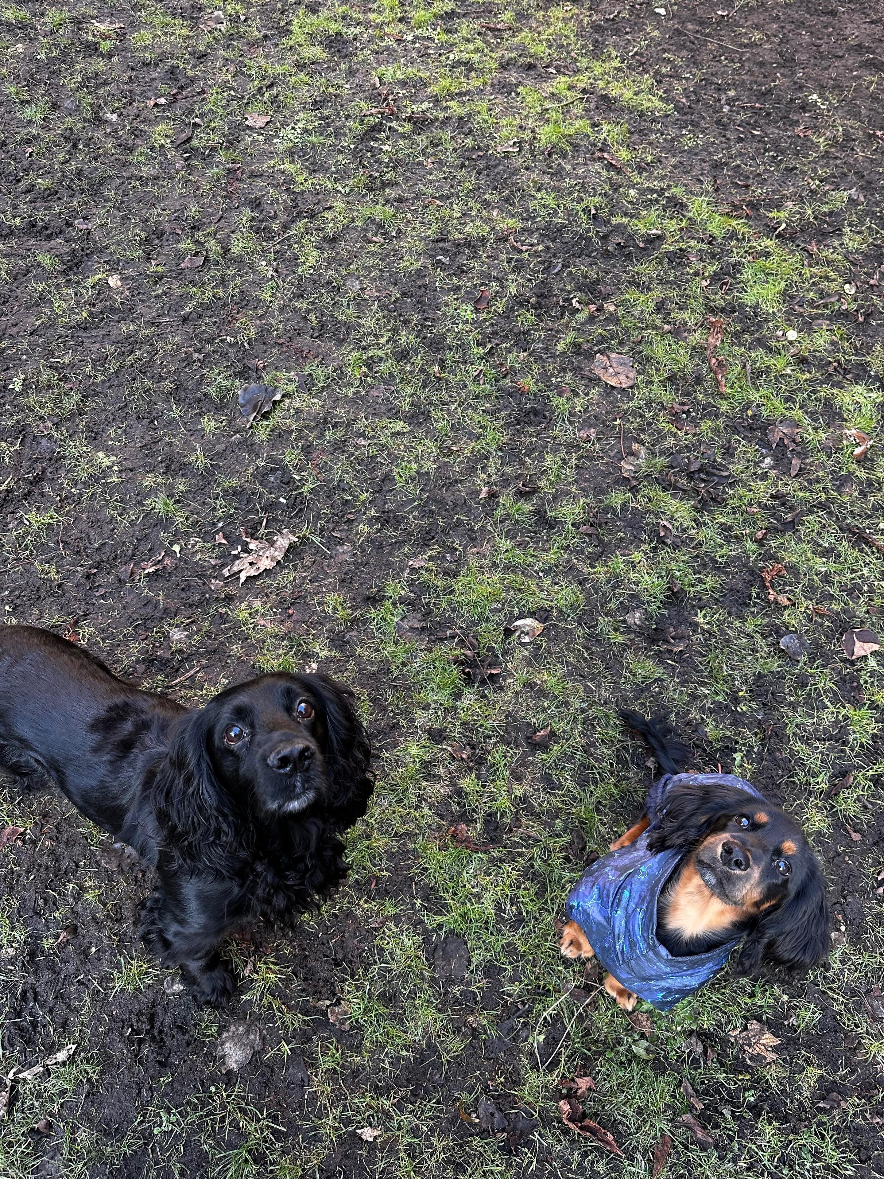 To hunde står på en mudret græsplæne, en sort spaniel og en lille brun hund iført en blå trøje.
